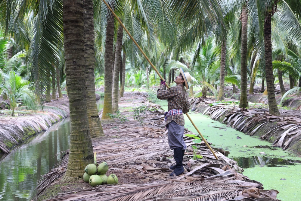 From Orchards to the Next Daily Craze: Yen Yen x Thai COCO Team Up with 100 Tons of Aromatic Coconut to Empower Farmers