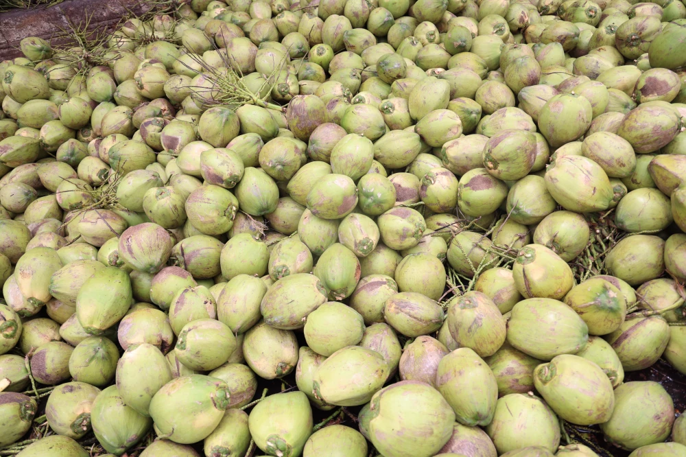 From Orchards to the Next Daily Craze: Yen Yen x Thai COCO Team Up with 100 Tons of Aromatic Coconut to Empower Farmers