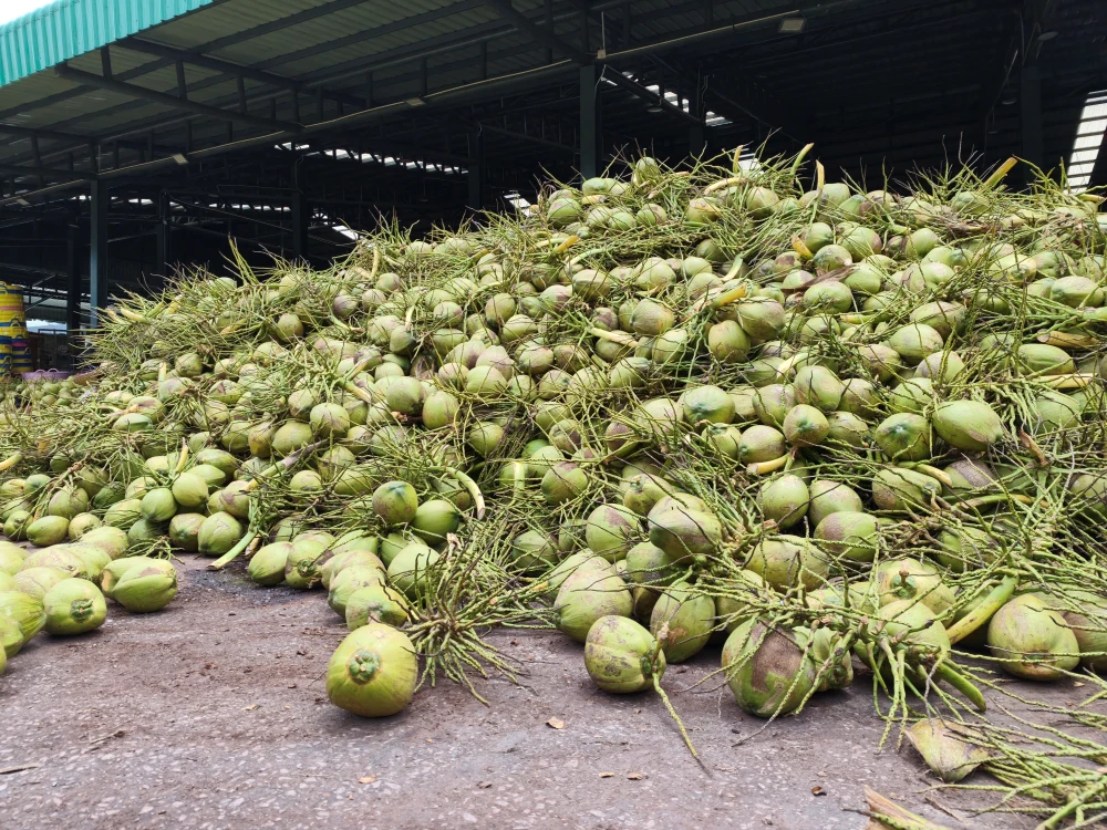 From Orchards to the Next Daily Craze: Yen Yen x Thai COCO Team Up with 100 Tons of Aromatic Coconut to Empower Farmers