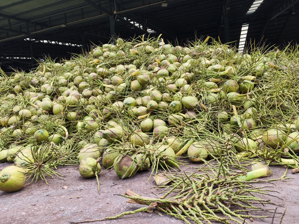 From Orchards to the Next Daily Craze: Yen Yen x Thai COCO Team Up with 100 Tons of Aromatic Coconut to Empower Farmers