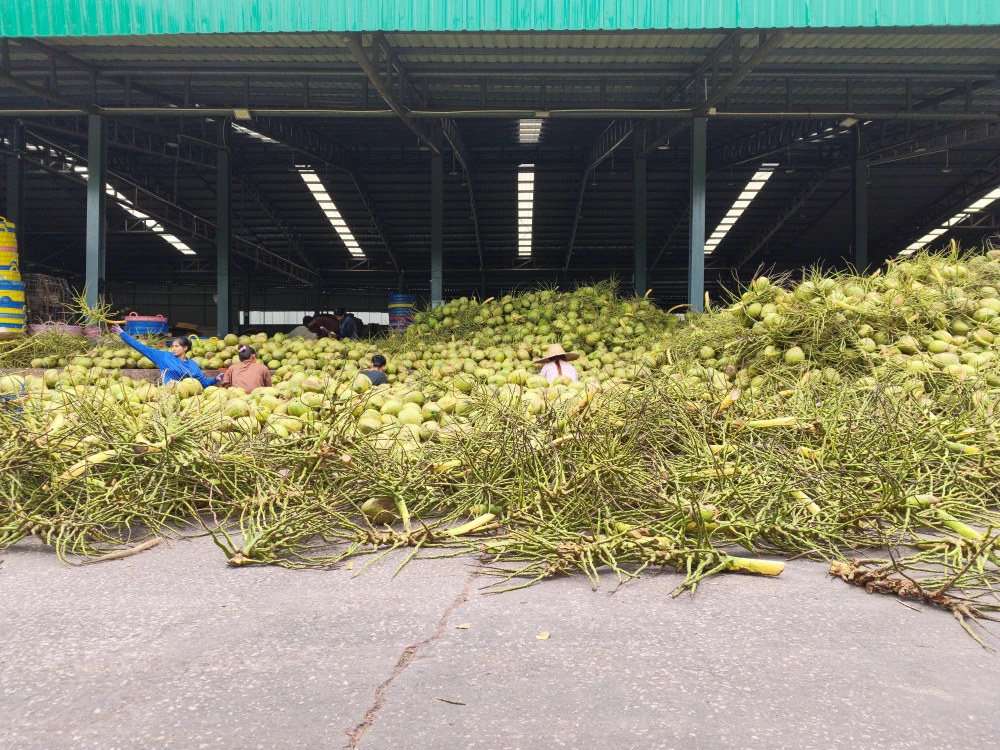 From Orchards to the Next Daily Craze: Yen Yen x Thai COCO Team Up with 100 Tons of Aromatic Coconut to Empower Farmers